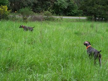 "ORISSA" and "PENNY" CH>SNOWCREEKS ORISSA JH.,AND SNOWCREEKS LET 'R'BUCK, JH
