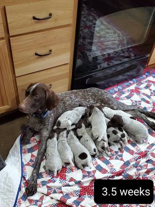 3.5 weeks
