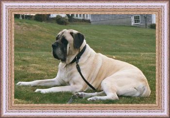 Ridgewood's Duke of Ellington aka "Eli" Iron Hills Orpheus x Kayla Bradee D.O.B. 6/11/1993 (sibling of CH. Ridgewood's Otis)
