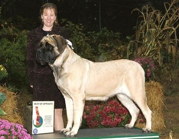 Sherwood mastiffs sale