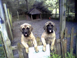 Lucy and Ethel!! Sept. 2004 From the litter above.
