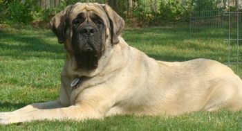 Sherwood mastiffs sale