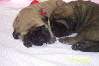 Very dark puppy on the right is tiny Pickle!
