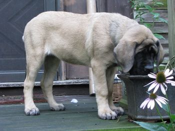 14 weeks old; she is such a thick little girl! I love everything about her. She exudes the breed type we were hoping for.
