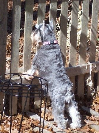 Checking out the view from her new yard!
