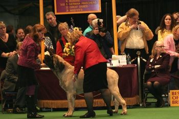 "It's JUST another dog show, it's JUST another dog show"...
