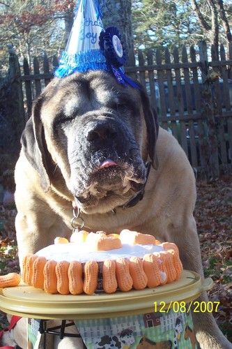 Owen enjoys his 11th Birthday cake. Circus peanuts were among his favorite treats.
