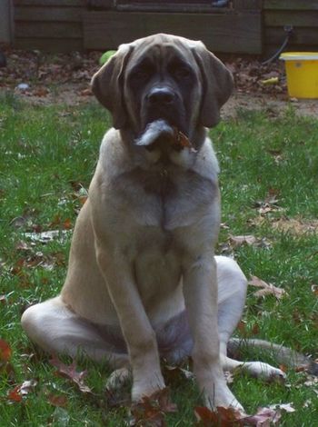 Sherwood mastiffs sales