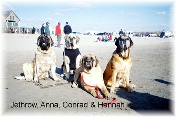 Fun times for mastiffs!
