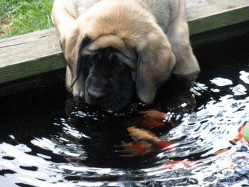 Pickle drinking fish flavored water from our pond.
