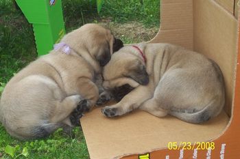 Gorgeous little wrinkle girls, Cran and Lilac
