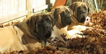 Pickle, Parsnip, Patience from left to right. The puppies are 7 months old here.
