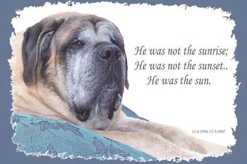 In Dec. of 1996, a truly great mastiff was brought into the world. 11 years later, his job here was finally complete; and he went to join his best friend Huckleberry; leaving Ron and I here missing him, but better for having loved him. Soon it will be a year since we said goodbye to him; I keep thinking, "Later, I'll feel ready to write his memorial; some OTHER time I'll be up to it", etc. Writing these is so hard, and when you feel like you are ready, you sit down to do it and find you are not. There were many things about him that were so special...he used to let us know when something was wrong with one of the other pets....we have a big group of animals; it's easy to miss subtle signs of sickness..Owen NEVER missed them. He would let us know when Maggie was having high blood sugars ( her urine smelled different to him and he would follow her around ,as if she were in heat); when Ginger was about to have a seizure, he would come get us and express his concern to us. He was never an alarmist. If he told us something, it was true. He was an honest dog. He had the most adorable and unique voice...he didn't bark, but rather, made a little noise like an owl. He would say, "hoo! HOO!" when he wanted to talk to us. He very, VERY rarely actually barked. When he did, it was a single, IMPRESSIVE "WOOF!" If we heard that, we got up and went to see what was going on. As I said before, he was NOT an alarmist. If he woofed, there was something to woof about. We were so lucky to have the many years we had with him, he was an old soul from puppyhood; very serious and not prone to silliness. He did love his toys, and liked to bring them to us as gifts when we would come home from work. If we took him by surprise, he would look upset that he hadn't been ready with a toy, and he would trot off to get one for us before saying hello. Sometimes , if a toy wasn't handy, he would bring us a dog bed or a cat bed; Sometimes with a cat already sitting in it. He would gingerly tug-tug-tug...then wait....no movement from the cat, who sat in there with slitted ,annoyed eyes...then tug...tug...tug...TUG.....wait again.....the cat would stand it's ground...then he would just drag the bed with the cat sitting in it, to try to gently give us this wonderful gift. He was self conscious about his size. He was very careful around the cats, careful not to step on them or squish them as he got up onto couches, beds, our bed, and moved about the house. He seemed to know that he could hurt them, and he never wanted to hurt things. Even his toys, and food...he would chew his treats gently, take treats gently, and when we gave him new squeaky toys, we would have to SQUEAK them for him while they were in his big soft mouth, to try to encourage him to bite down on them. He just liked their soft fleeciness in his mouth, and didn't even know most times that they ALSO squeaked if you bit down on them. He didn't want to be unneccesarily rough. :) He needed to be shown this with any new toys; he did not generalize that all toys might make this great noise if you were rough with them. Once he decided to squeak them, he would shake them happily back and forth, squeaking them over and over, and then pausing to be sure we were watching him. When he saw that we WERE, he would wag his tail. Oh, his tail...sigh...that massive thumping that made us wish we had our OWN tails to wag in return...he would wag his tail while looking into his water bowl, if there was a piece of food floating in it. He would watch the food without wagging, then wag -wag -wag...then wait for a response from the food piece. He also wagged his tail in his sleep, when he was dreaming. He would wag it HARD, at very specific times, during his sleep. He had an active dream life I think. He did a "fake" sleep too, he would be snoring and have his eyes closed and appear dead to the world; and when we walked by him he would not move in any other way, but he would wag at us. I thought I wouldn't be able to write a THING about him, and now I've written for an hour. I also thought the tears for him were nearly over; and I sit here, crying hard for him again. I'm sure I could go on and on; but it's not easy. The memories seem too fresh; to be nothing but memories. We love you, we miss you and will always miss you; you set the bar high, baby boy.
