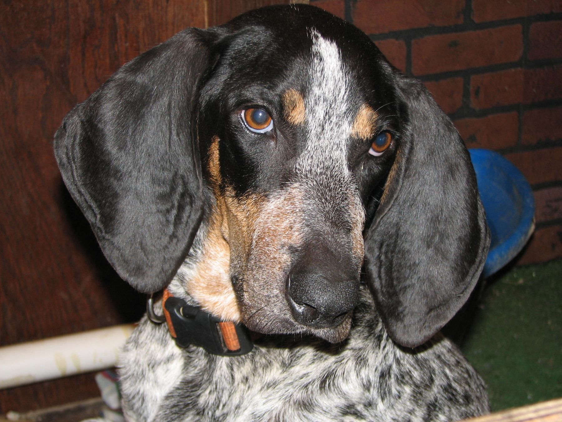 Dogs 101 2024 bluetick coonhound