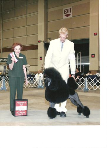 Lakeland sales hunting poodles