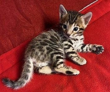 Bengal Kittens and Cats in New Jersey - Buy or Adopt