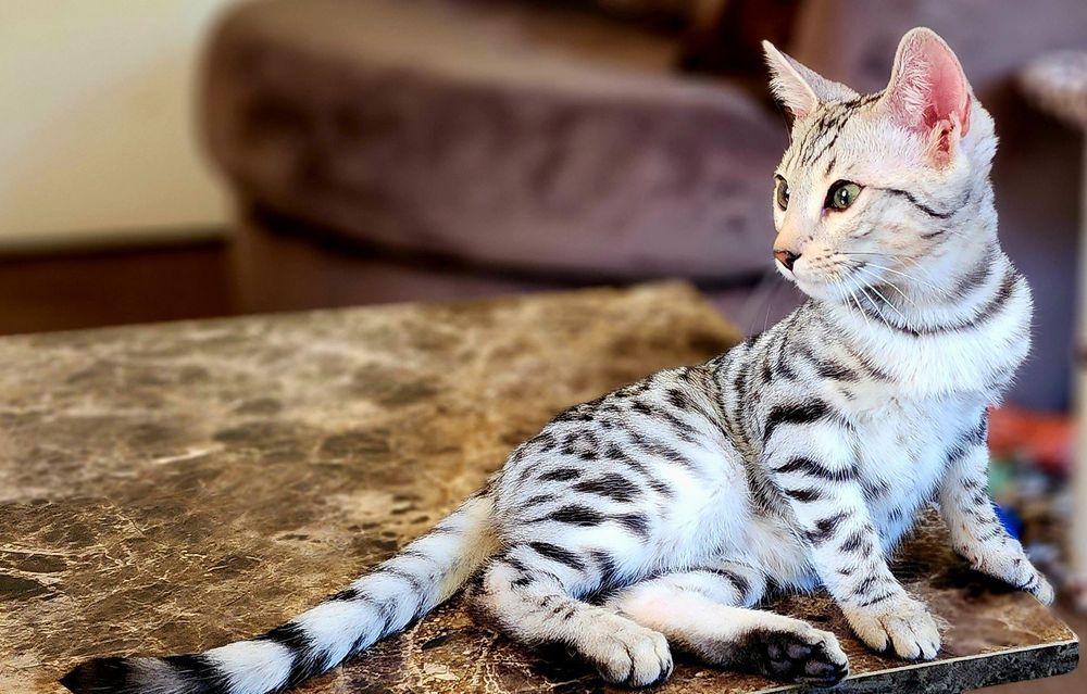 Starangel New Jersey Bengal Cat - New Jersey Bengal Breeders - NJ