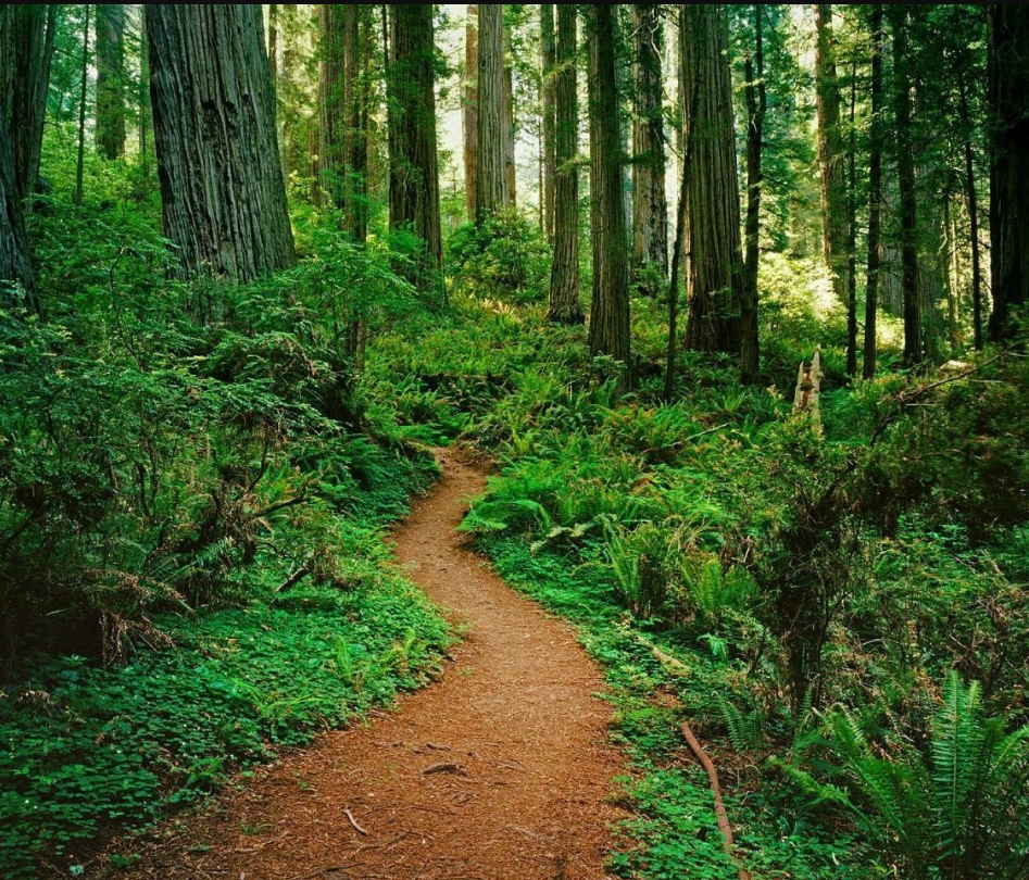 Santa Cruz Mountain Redwood Mandala Retreat Land of Medicine