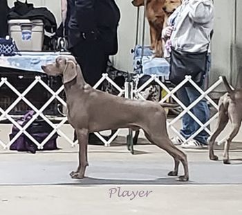 Player (Simon X Monaco)
