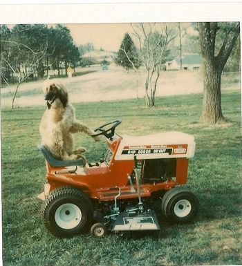 MY SHALI at 4 years. Died at sixteen.
