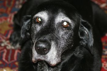 MY SIDNEY at 13 years
