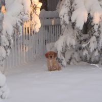 Merry Christmas From "Teddy (and Me)"! by Susan Busatti Giangano