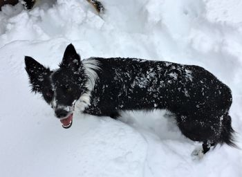 Loves the snow
