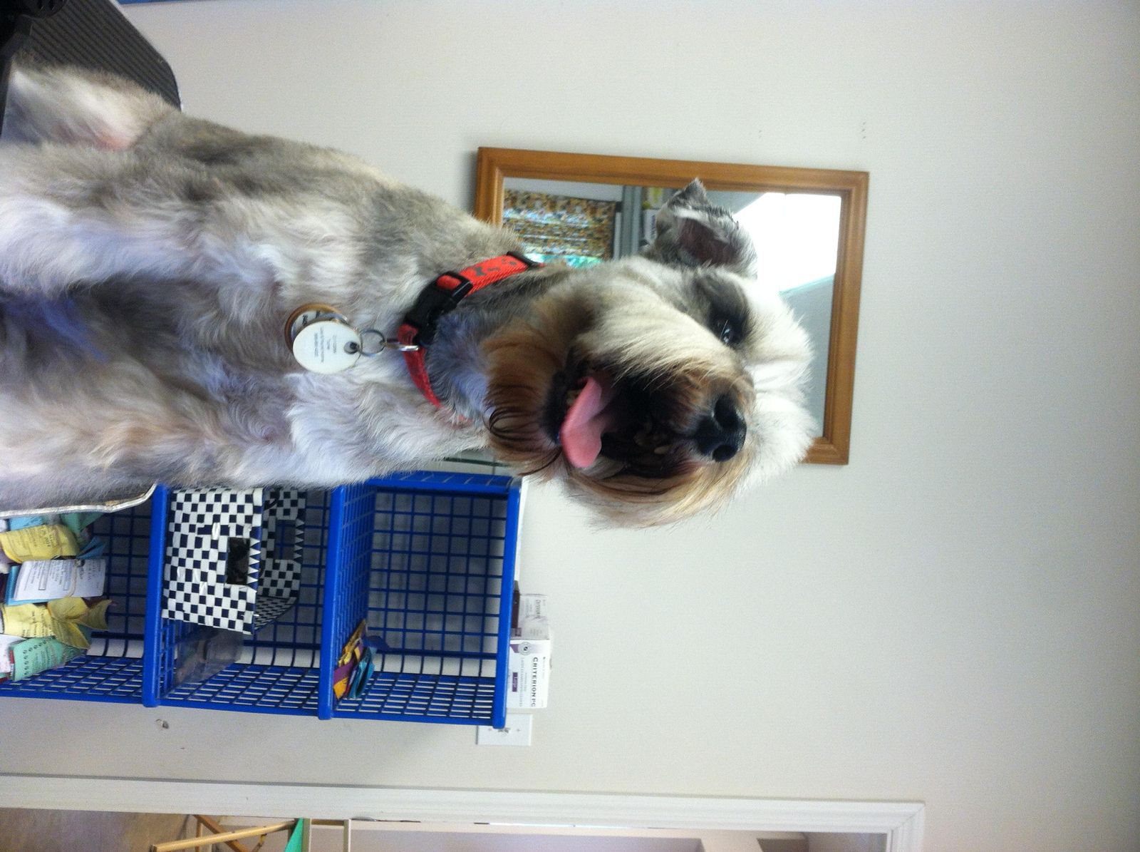 Happy Days Kennel, Inc. Photo Gallery