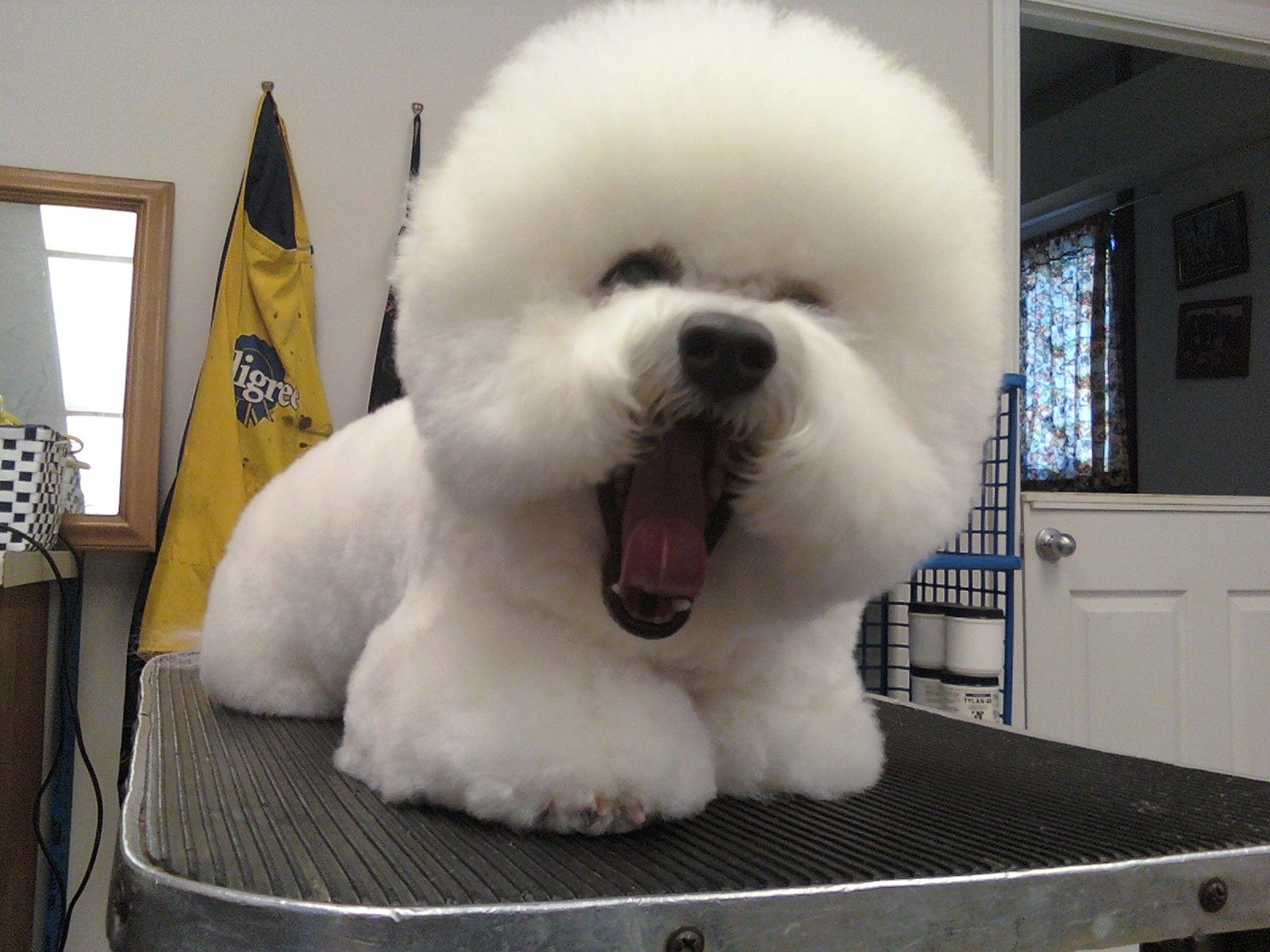 Happy Days Kennel, Inc. Photo Gallery