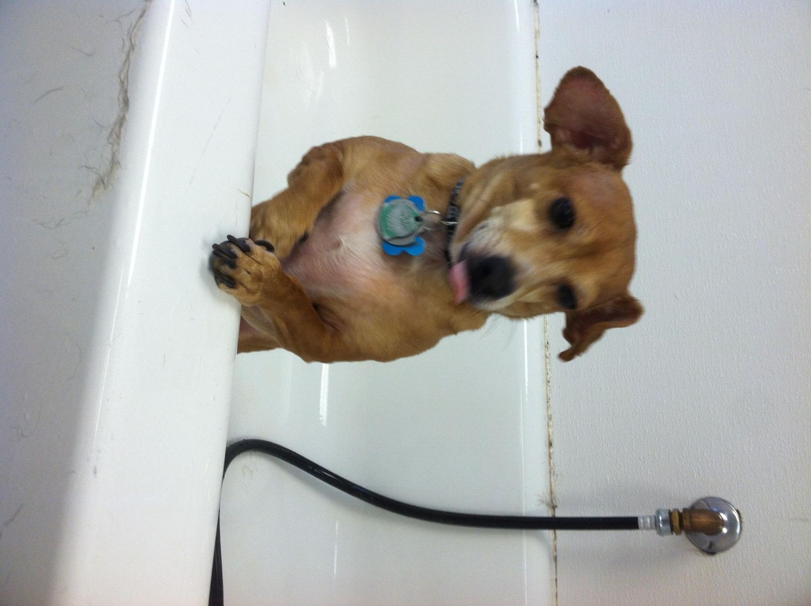 Happy Days Kennel, Inc. Photo Gallery