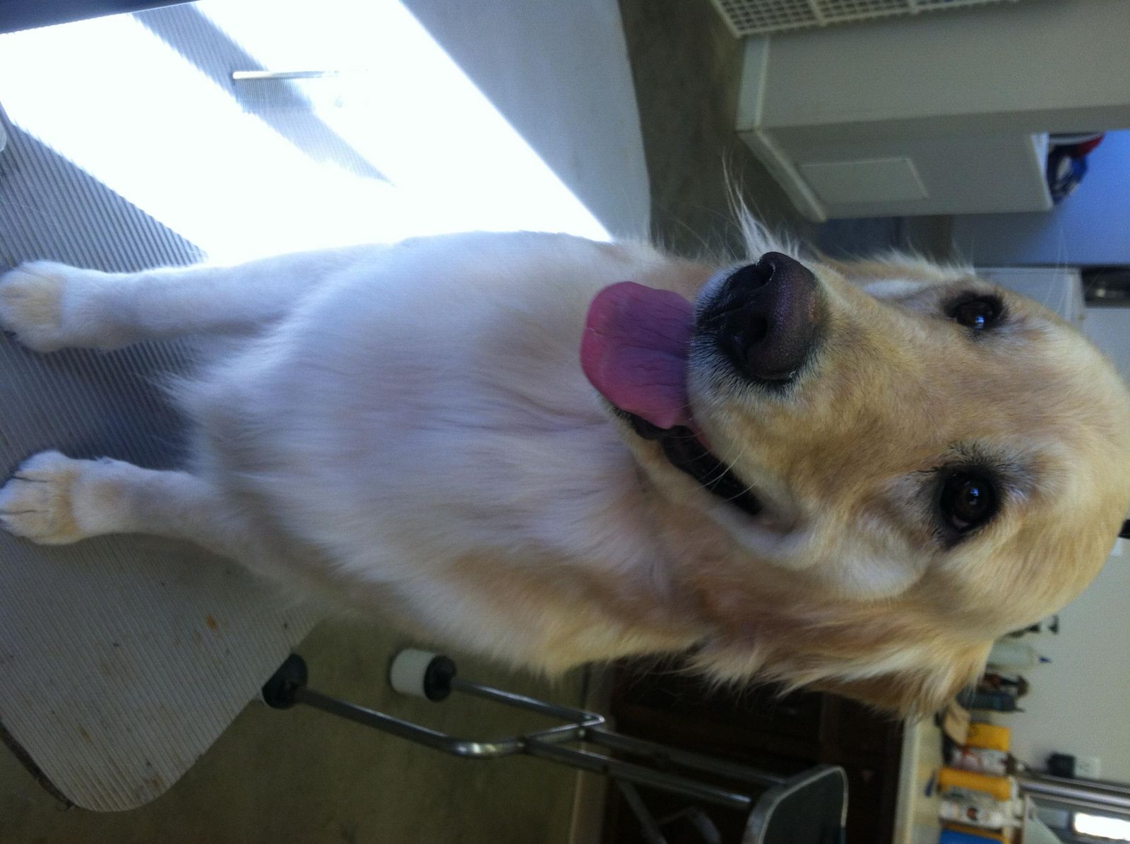 Happy Days Kennel, Inc. Photo Gallery