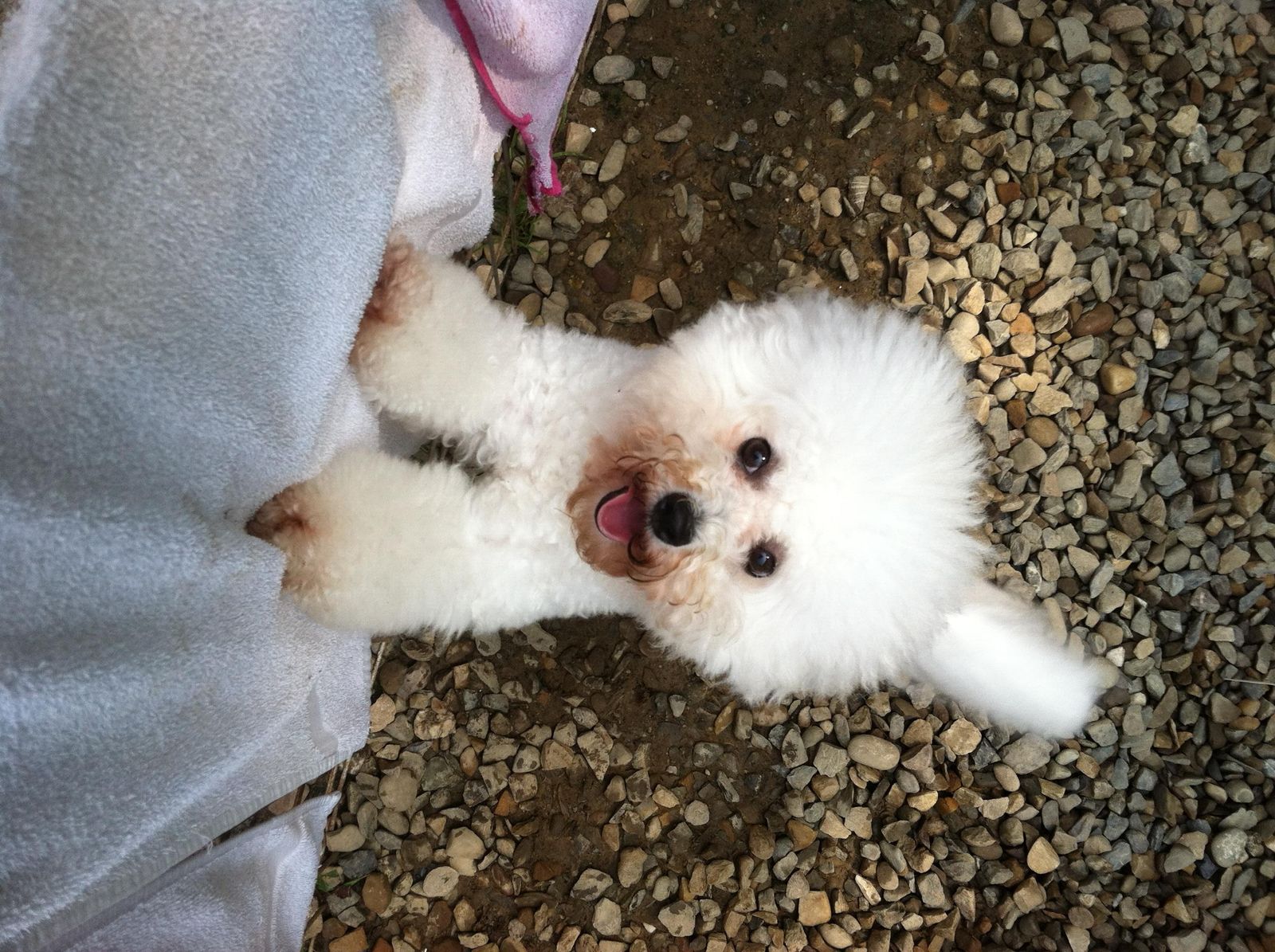 Happy Days Kennel, Inc. Photo Gallery