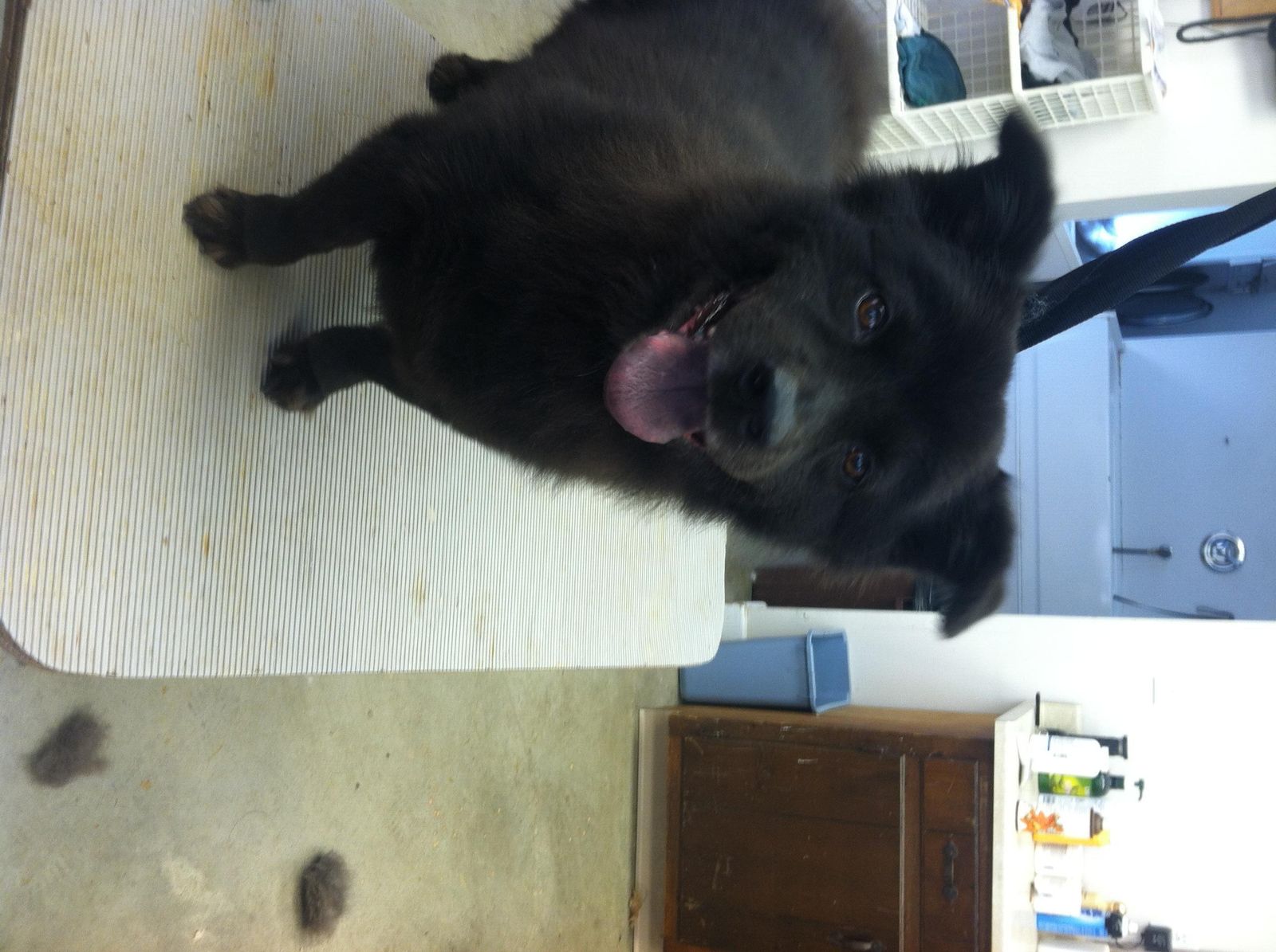 Happy Days Kennel, Inc. Photo Gallery