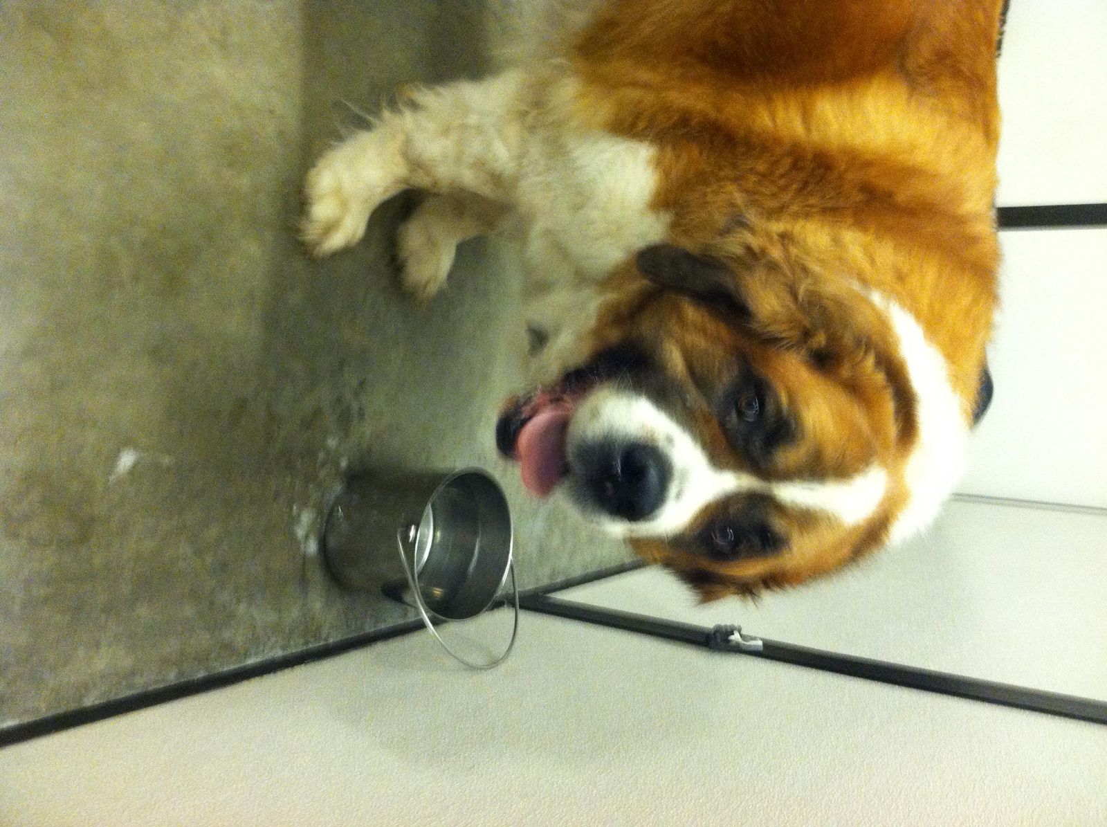 Happy Days Kennel, Inc. Photo Gallery