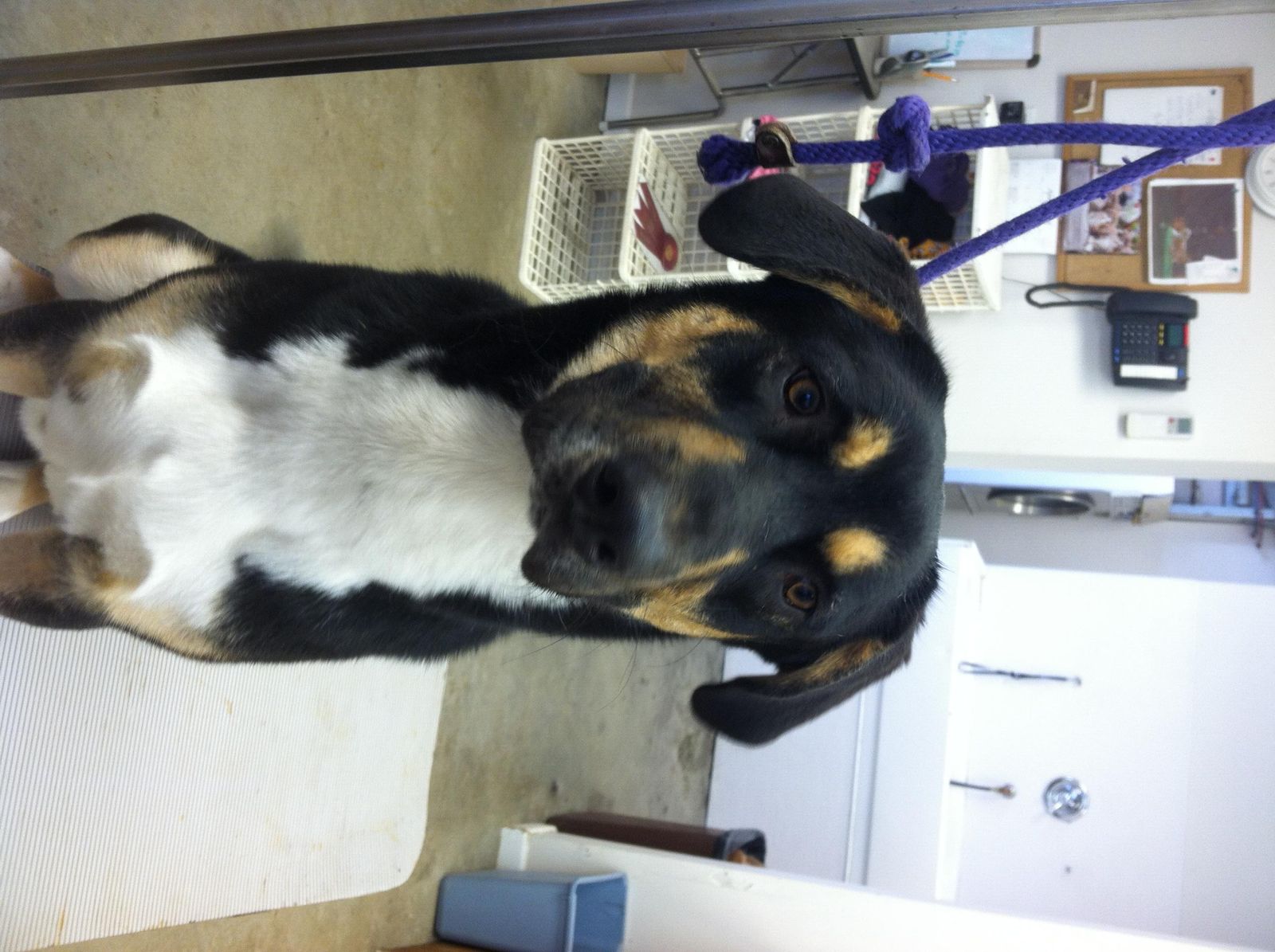 Happy Days Kennel, Inc. Photo Gallery