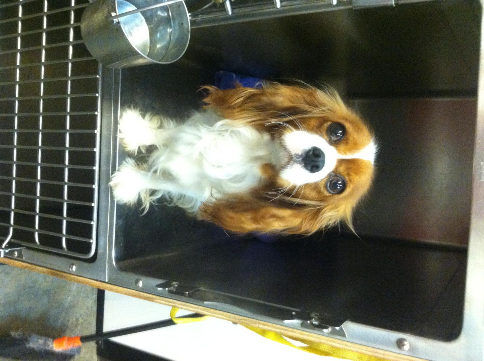 Happy Days Kennel, Inc. Photo Gallery