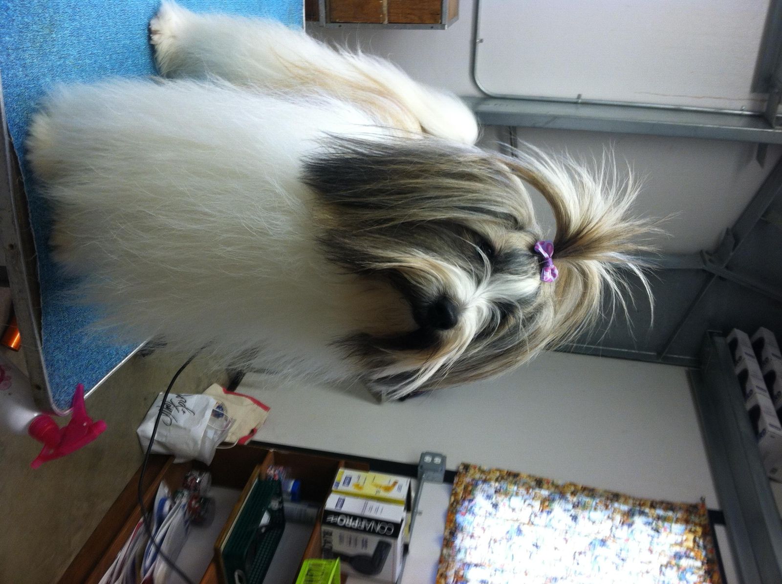 Happy Days Kennel, Inc. Photo Gallery