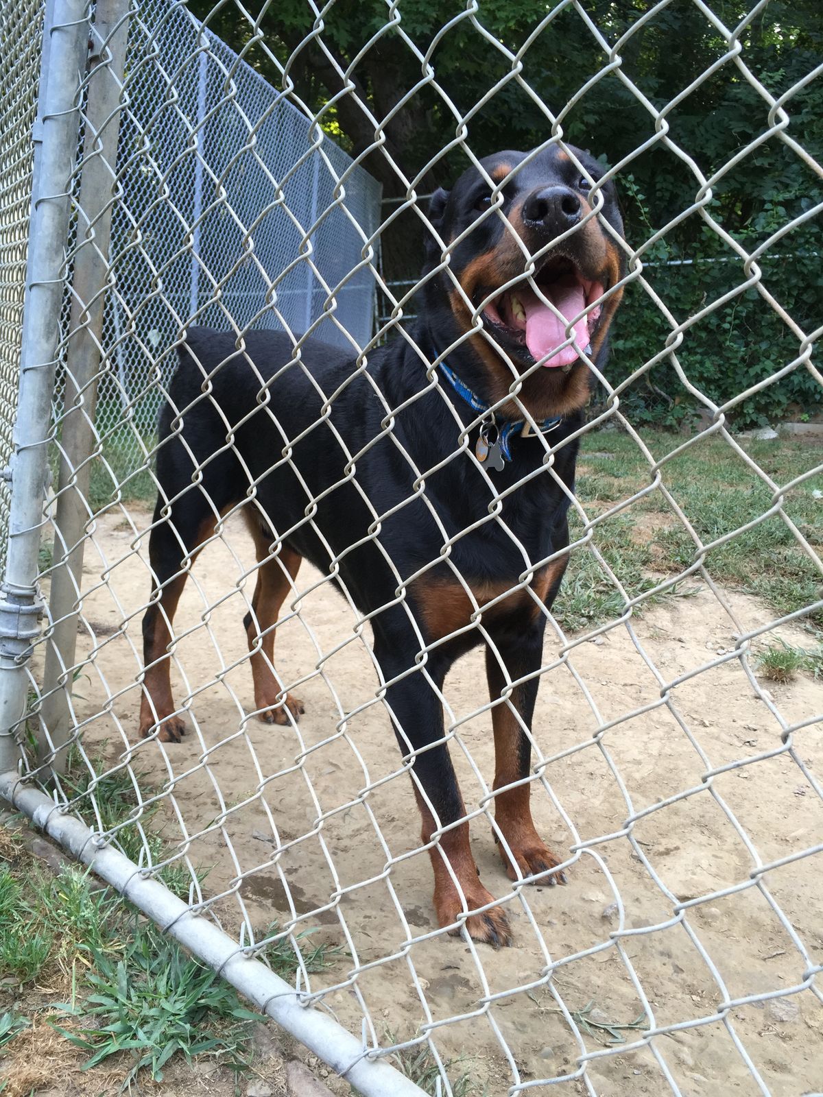 Happy Days Kennel, Inc. Photo Gallery