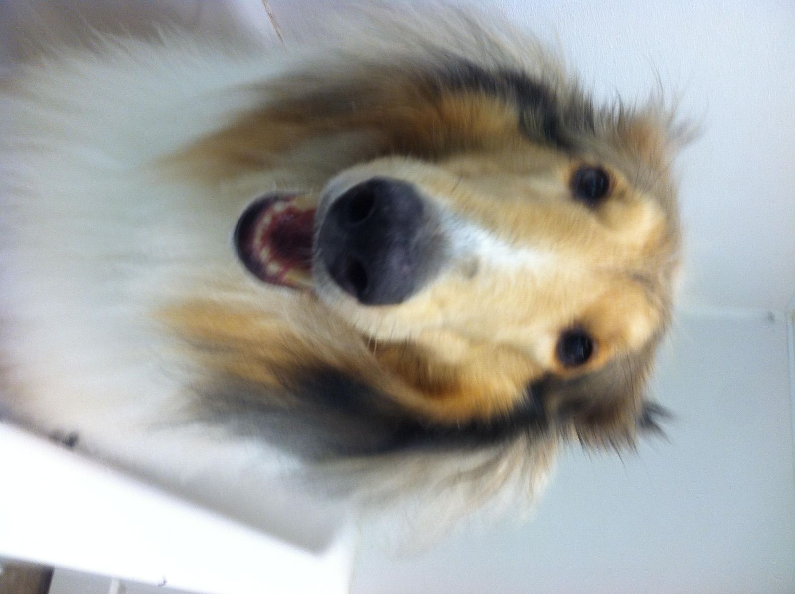 Happy Days Kennel, Inc. Photo Gallery