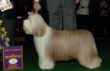 2011 Best of Breed Westminster
