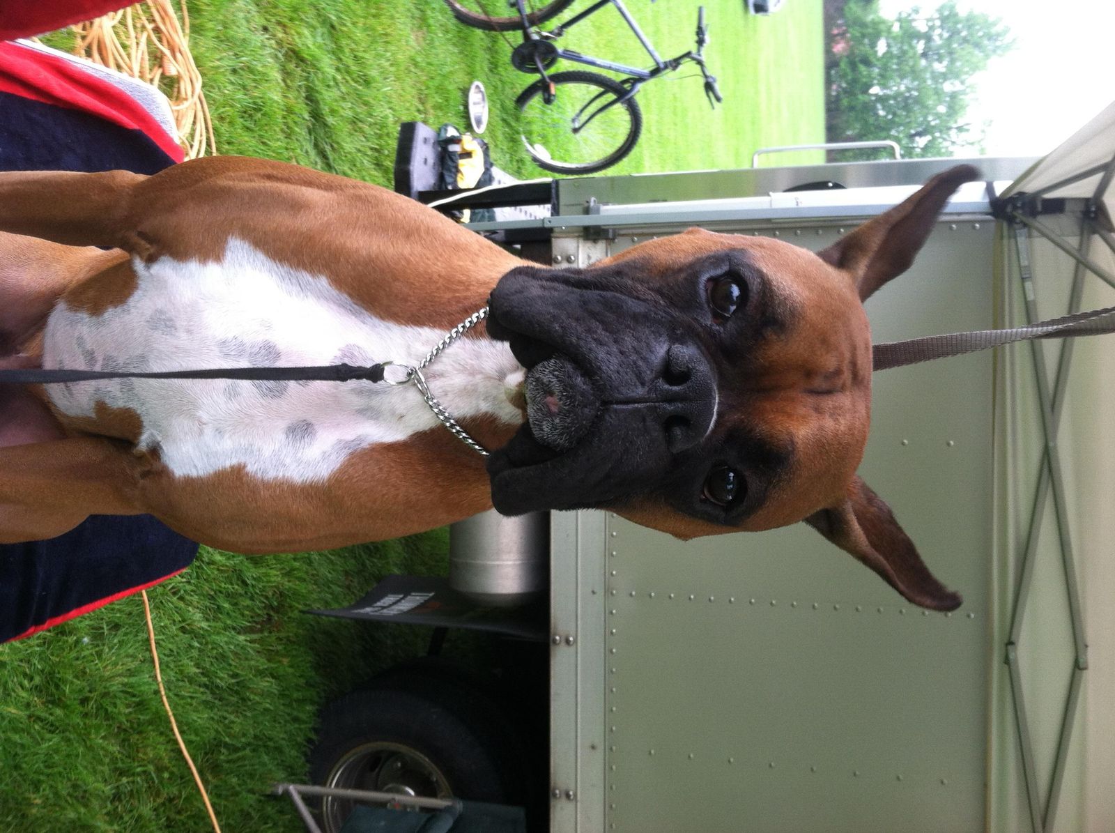 Happy Days Kennel, Inc. Photo Gallery