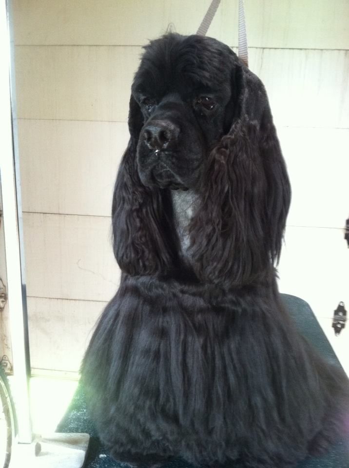 Happy Days Kennel, Inc. Photo Gallery