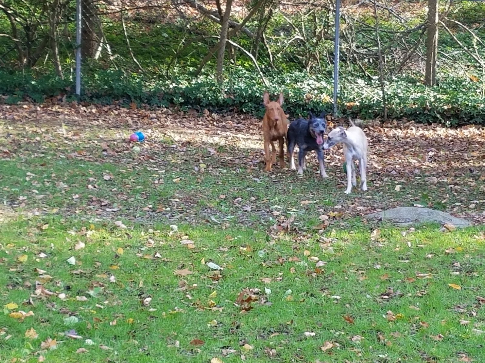 Happy Days Kennel, Inc. Our Facility