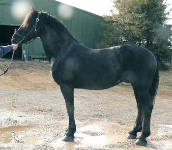 Conformation March 2007, still has his winter fuzzies and a little out of shape. He will quickly become defined with exercise.
