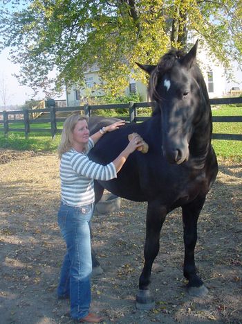 Sweetest stallion in the world! Groom him in the field, clip his ears, pull his mane, hose off his face, never a complaint!
