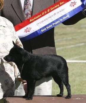 HAPIPET ALLTHATYOUDREAM Sire : Aust Ch Beadale A Dream Come True Dam : Aust Ch Beadale Like A Hurrican Congratulations Phil & Paula Semmel on your win at Rochester A & P Ass INc 23/02/2008 Judge for Gen Specials Mr T Syme (VIC) Baby Puppy in Group & BEST BABY PUPPY IN SHOW. WELL DONE.
