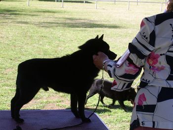 GRAND CHAMPION BEADALE BLAK JEDDER owned by Lynette Niemann Beadale Schipperkes
