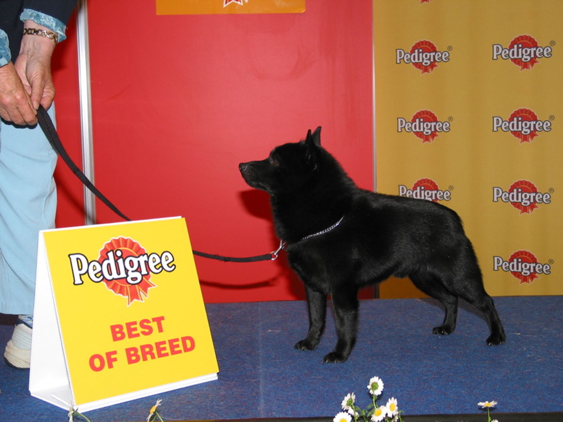 Schipperke best cheap in show