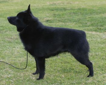 And this is Champion Beadale Blak Image Jeffys daughter.Jessie has even beaten her father at a show. She is very clever and a beautifull girl. Her Mother is Champion Beadale Black Dancer.
