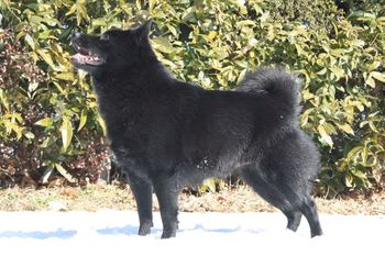 Captains Daughter now : FCI INTER CHAMPION BEADALE FIRE IN THE SKY (Flame) Owned by Asada in Japan
